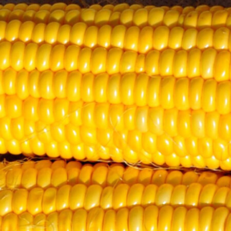 Насіння кукурудзи цукрової Герміона (Юрмала) F1 МНАГОР від 1 000 шт, Фасовка: Проф упаковка 200 шт | Agriks