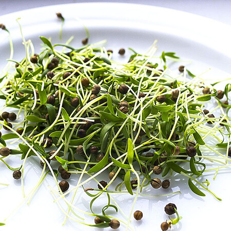 Семена микрозелени кинзы Agrocity 10 г | Agriks