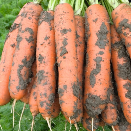 Семена моркови Балтимор F1 Bejo от 100 000 шт (1,6-1,8), Фасовка: Проф упаковка 500 000 шт (2,2 - 2,4) | Agriks