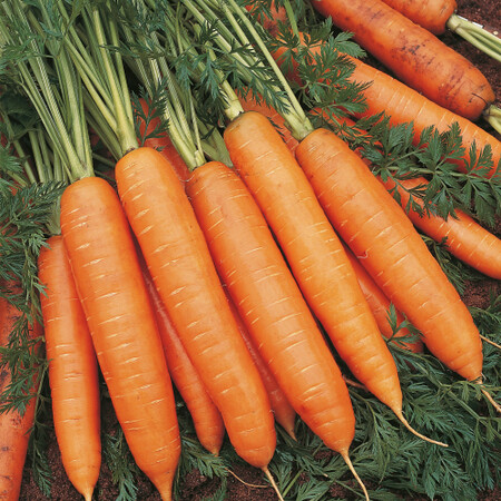 Семена моркови Бангор F1 Bejo от 100 000 шт (1,6-1,8), Фасовка: Проф упаковка 500 000 шт (2,0 - 2,2) | Agriks