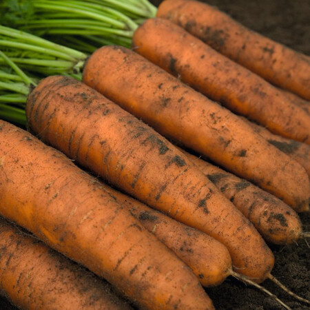 Семена моркови Белградо F1 Bejo от 100 000 шт (1,6-1,8), Фасовка: Проф упаковка 500 000 шт (1,6 - 1,8) | Agriks