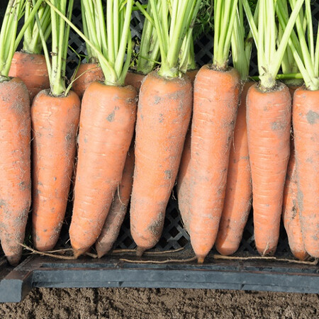 Семена моркови Канада F1 Bejo от 1 г (Agriks), Фасовка: Проф упаковка 500 000 шт (1,6 - 1,8) | Agriks