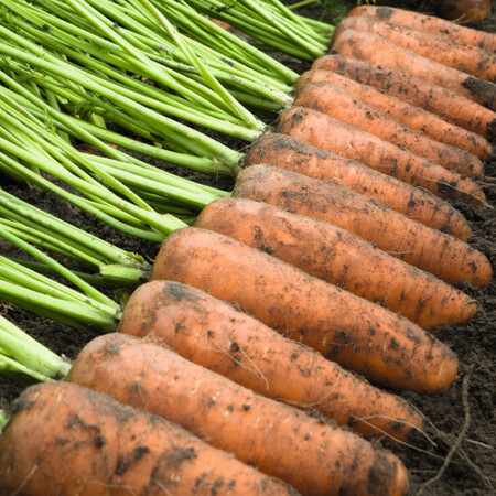 Насіння моркви Каскад F1 Bejo від 1 г (Agriks), Фасовка: Проф упаковка 500 000 (1,4-1,6) | Agriks