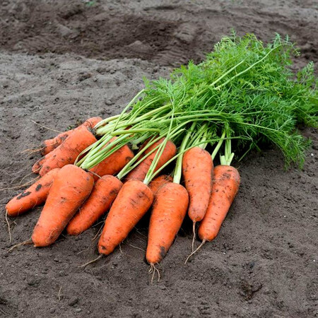 Насіння моркви Кесена F1 Bejo від 100 000 шт (1,6-1,8), Фасовка: Проф упаковка 100 000 шт (1,4 - 1,6) | Agriks
