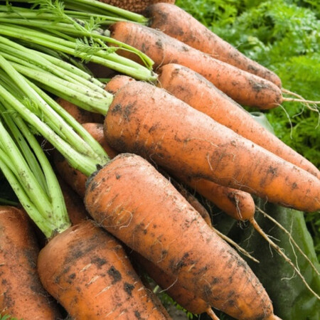 Семена моркови Кордоба F1 Bejo от 1 г, Фасовка: Проф упаковка 500 000 шт (1,8 - 2,0) | Agriks