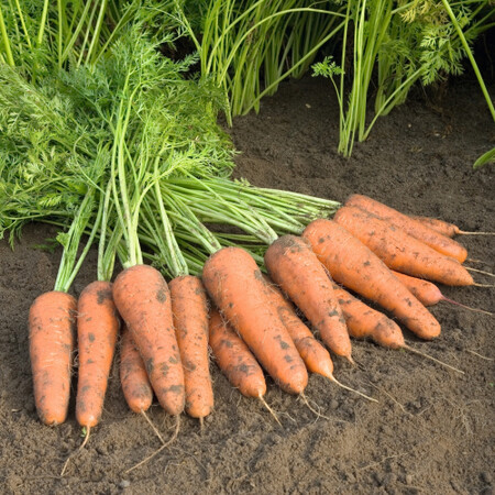 Насіння моркви Купар F1 Bejo від 100 000 шт (1,6-1,8), Фасовка: Проф упаковка 100 000 шт (1,4 - 1,6) | Agriks