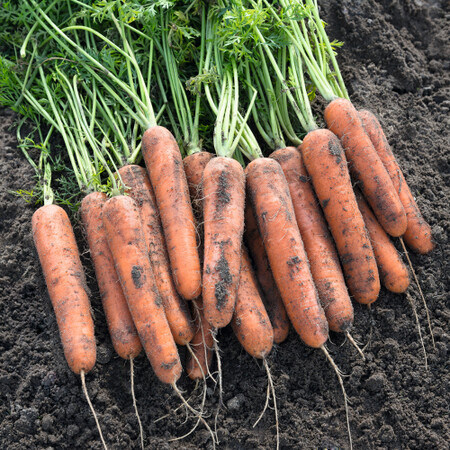 Семена моркови Натуна F1 Bejo от 100 000 шт (1,6-1,8), Фасовка: Проф упаковка 500 000 шт (2,2 - 2,4) | Agriks