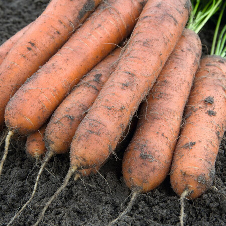 Семена моркови Номинатор F1 Bejo от 100 000 шт (1,6-1,8), Фасовка: Проф упаковка 500 000 шт (1,8 - 2,0) | Agriks