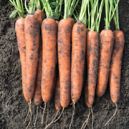 Семена моркови Норвей F1 Bejo от 100 000 шт (1,6-1,8), Фасовка: Проф упаковка 500 000 шт (2,0 - 2,2) | Agriks