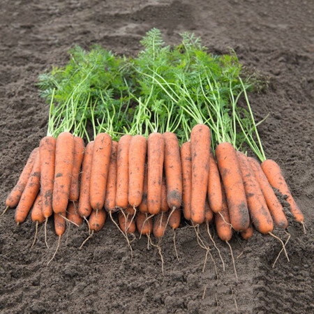 Насіння моркви Новара F1 Bejo від 100 000 шт (1,6-1,8), Фасовка: Проф упаковка 100 000 шт (1,6 - 1,8) | Agriks