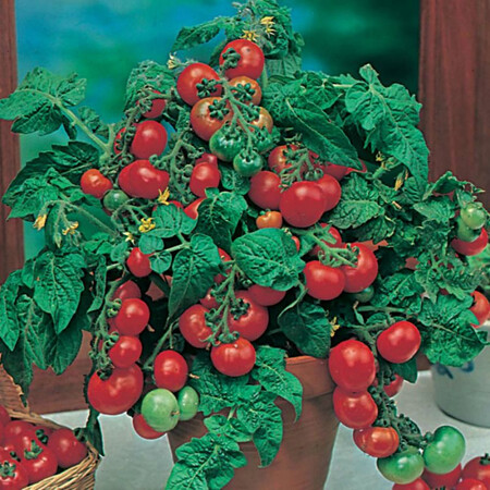 Насіння томату декоративного Мінібел 0,1 гр | Agriks