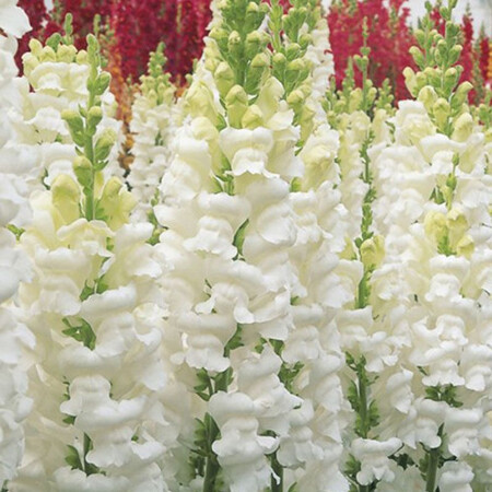 Насіння антірінума на зріз Опус F1 білий 100 шт Syngenta Flowers, Різновиди: Білий, Фасовка: Проф упаковка 100 шт | Agriks