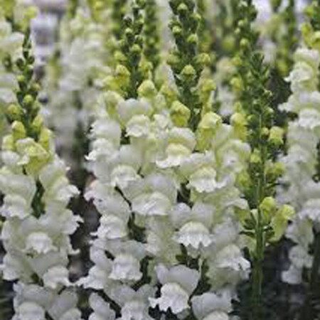 Насіння антірінума на зріз Опус F1 білий фреш 100 шт Syngenta Flowers, Різновиди: Білий Фреш, Фасовка: Проф упаковка 100 шт | Agriks