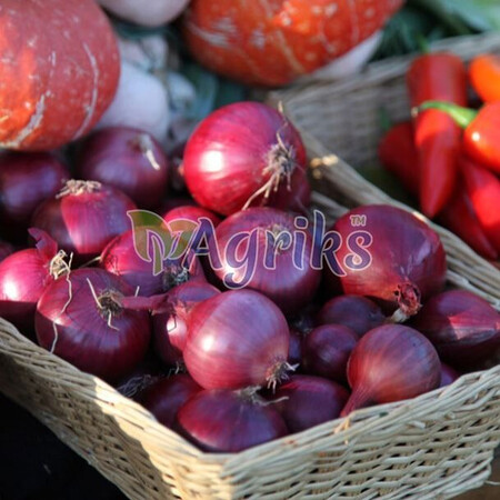 Лук севок (озимый) Ред Барон 10 кг (8-21мм) Triumfus Onion Products | Agriks