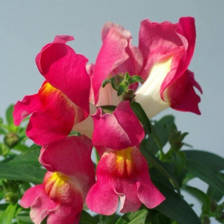 Насіння антірінума карликового Снептіні F1 рожевий біколор 100 шт драже Syngenta Flowers, Різновиди: Рожевий Біколор, Фасовка: Проф упаковка 100 шт | Agriks