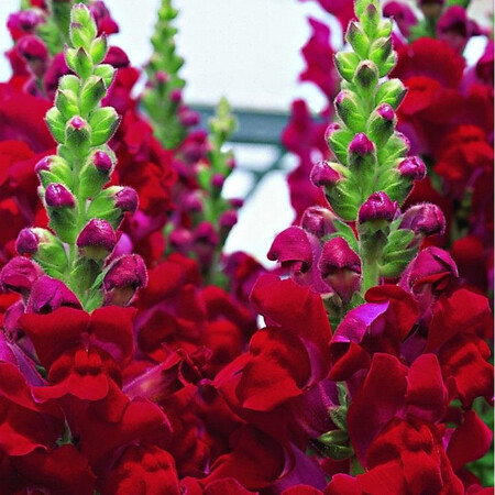 Насіння антірінума на зріз Увертюра F1 червоний 100 шт Syngenta Flowers, Різновиди: Червоний, Фасовка: Проф упаковка 100 шт | Agriks