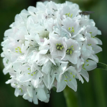 Насіння армерії Армада біла 100 шт Syngenta Flowers, Різновиди: Білий, Фасовка: Проф упаковка 100 шт | Agriks
