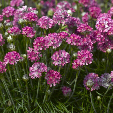 Насіння армерії Армада рожева 100 шт Syngenta Flowers, Різновиди: Рожевий, Фасовка: Проф упаковка 100 шт | Agriks
