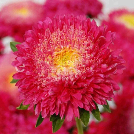 Семена астры Шанхайская роза темно-розовая 1 г Satimex, Разновидности: Темно-розовый, Фасовка: Проф упаковка 1 г | Agriks