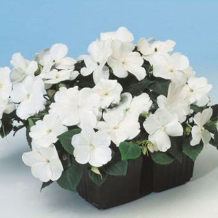 Насіння бальзаміну Імара F1 білий 100 шт Syngenta Flowers, Різновиди: Білий, Фасовка: Проф упаковка 100 шт | Agriks