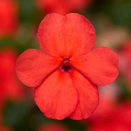 Семена бальзамина Имара F1 красный 100 шт Syngenta Flowers, Разновидности: Красный, Фасовка: Проф упаковка 100 шт | Agriks