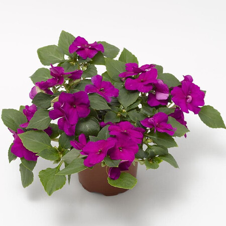 Насіння бальзаміну Імара F1 пурпурний 100 шт Syngenta Flowers, Різновиди: Пурпурний, Фасовка: Проф упаковка 100 шт | Agriks