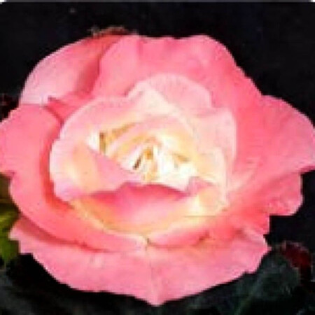 Насіння бегонії Лімітлесс F1 лососево-рожева 100 шт драже Syngenta Flowers, Різновиди: Лососево-рожевий, Фасовка: Проф упаковка 100 шт драже | Agriks