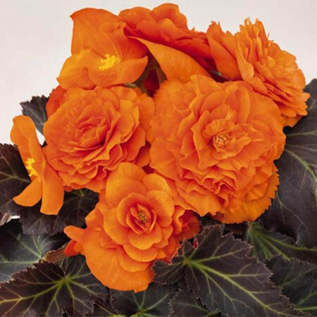 Семена бегонии Лимитлесс F1 оранжевая 100 шт Syngenta Flowers, Разновидности: Оранжевый, Фасовка: Проф упаковка 100 шт | Agriks