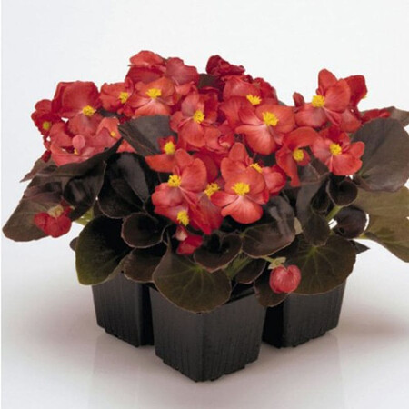 Насіння бегонії вічноквітучій Найтлайф F1 червона 200 шт Syngenta Flowers, Фасовка: Проф упаковка 1 000 шт | Agriks