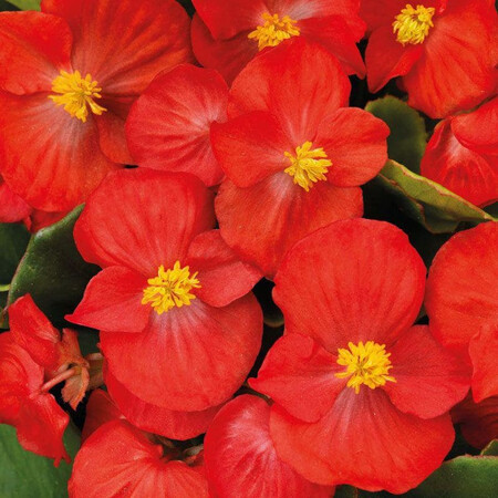 Насіння бегонії вічноквітучій Спринт Плюс F1 червона 200 шт Syngenta Flowers, Фасовка: Проф упаковка 1 000 шт | Agriks