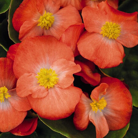 Семена бегонии вечноцветущей Спринт Плюс F1 оранжевая 1 000 шт Syngenta Flowers | Agriks