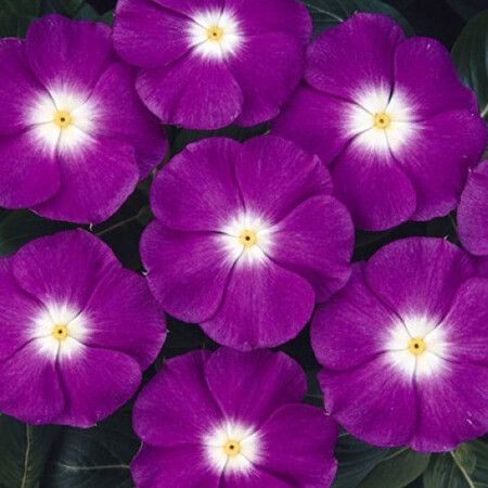 Семена катарантуса кустового СанШторм F1 фиолетовая с глазком 100 шт Syngenta Flowers, Разновидности: Фиолетовый с глазком, Фасовка: Проф упаковка 100 шт | Agriks