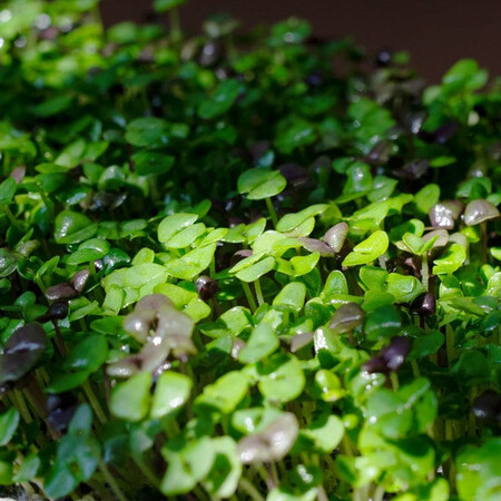 Насіння мікрозелені базиліку суміш 5-ти салатів Agrocity 10 г | Agriks