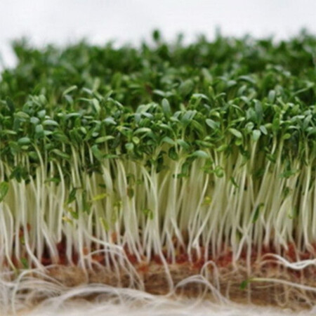 Насіння мікрозелені крес-салат Agrocity 50 г | Agriks