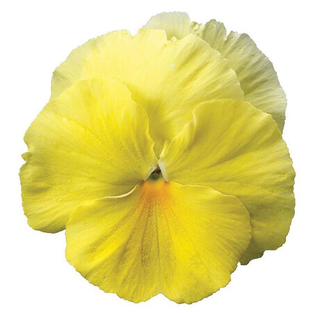 Насіння віоли Колоссус F1 лимонна 100 шт Syngenta Flowers, Різновиди: Лимонний, Фасовка: Проф упаковка 100 шт | Agriks