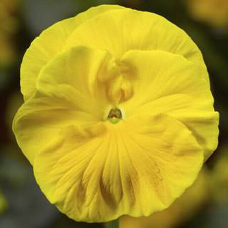 Семена виолы Колоссус F1 золотисто-желтая 100 шт Syngenta Flowers, Разновидности: Золотисто-желтый, Фасовка: Проф упаковка 100 шт | Agriks