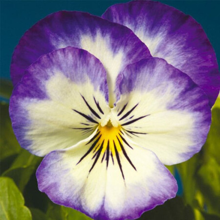 Семена виолы Пенни F1 пурпурное пикоте 100 шт Syngenta Flowers, Разновидности: Пурпурное Пикоте, Фасовка: Проф упаковка 100 шт | Agriks
