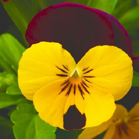Семена виолы Пенни F1 желтая с красным крылом 100 шт Syngenta Flowers, Разновидности: Желтый с красным крылом, Фасовка: Проф упаковка 100 шт | Agriks