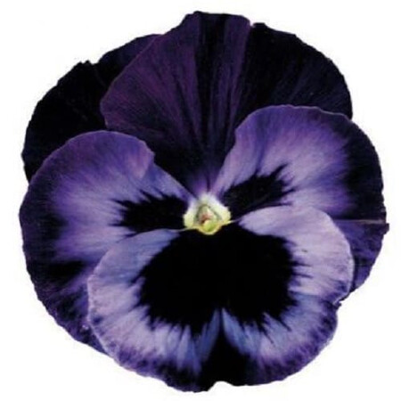 Семена виолы виттрока Дельта F1 неоново-фиолетовая 100 шт Syngenta Flowers, Разновидности: Неоново-фиолетовый, Фасовка: Проф упаковка 100 шт | Agriks