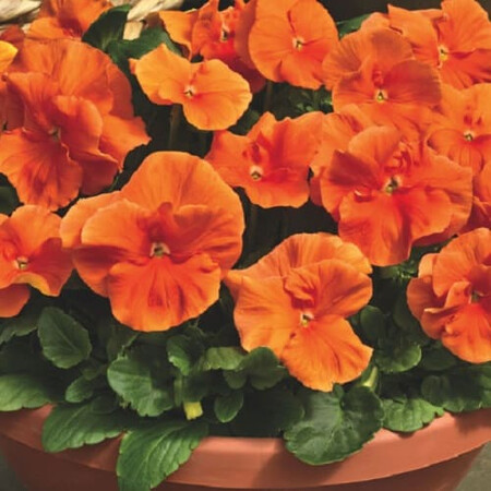 Семена виолы виттрока Дельта F1 оранжевая 100 шт Syngenta Flowers, Разновидности: Оранжевый, Фасовка: Проф упаковка 100 шт | Agriks
