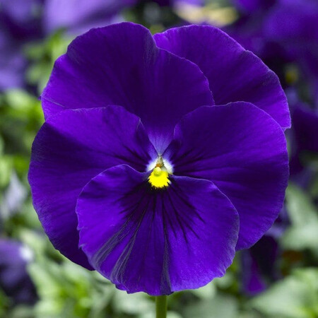 Насіння віоли віттрока Дельта F1 синя 100 шт Syngenta Flowers, Різновиди: Синій, Фасовка: Проф упаковка 100 шт | Agriks