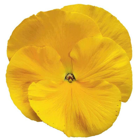 Насіння віоли віттрока Дельта F1 золотисто-жовта 100 шт Syngenta Flowers, Різновиди: Золотисто-жовтий, Фасовка: Проф упаковка 100 шт | Agriks