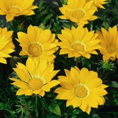 Насіння газаніі Газу F1 жовта 100 шт Syngenta Flowers, Різновиди: Жовтий, Фасовка: Проф упаковка 100 шт | Agriks