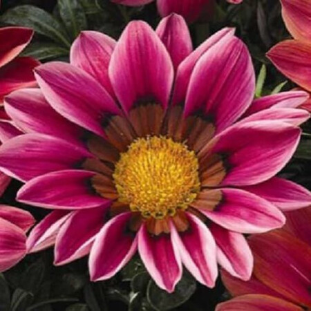 Насіння газаніі Кісс F1 рожева 100 шт Syngenta Flowers, Різновиди: Рожевий, Фасовка: Проф упаковка 100 шт | Agriks