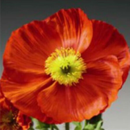 Семена мака альпийского Пульчинелла красный 100 шт Syngenta Flowers, Разновидности: Красный, Фасовка: Проф упаковка 100 шт | Agriks