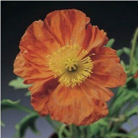 Семена мака альпийского Пульчинелла оранжевый 100 шт Syngenta Flowers, Разновидности: Оранжевый, Фасовка: Проф упаковка 100 шт | Agriks
