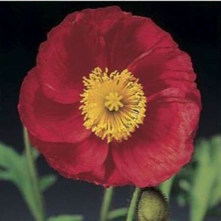 Семена мака альпийского Пульчинелла розовый 100 шт Syngenta Flowers, Разновидности: Розовый, Фасовка: Проф упаковка 100 шт | Agriks