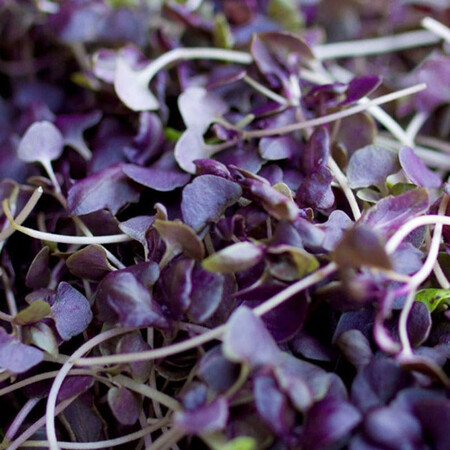Семена микрозелени базилика фиолетового Agrocity 10 г | Agriks