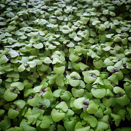 Семена микрозелени базилика зеленого Agrocity 10 г | Agriks