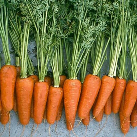 Насіння моркови Ред Кор Libra Seeds (Erste Zaden) 500 гр. | Agriks